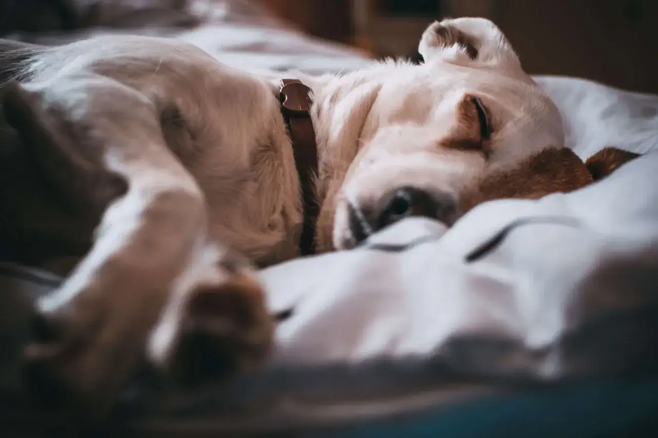 En gammal hund sover mycket. Den vita hunden ligger på en vit filt och drömmer sött.