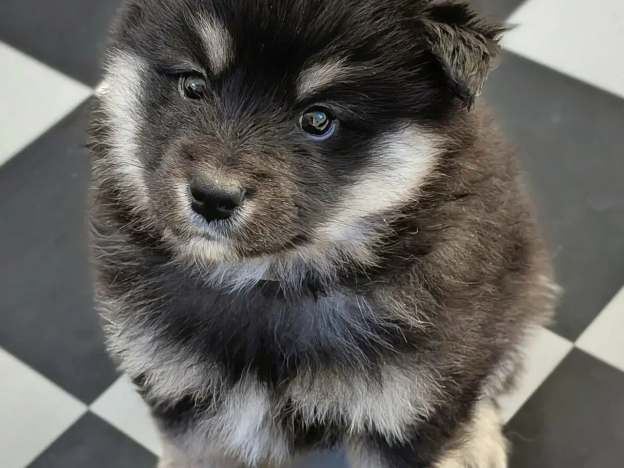 En söt valp med mörka och ljusa markeringar, kanske med ett finskt hundnamn som