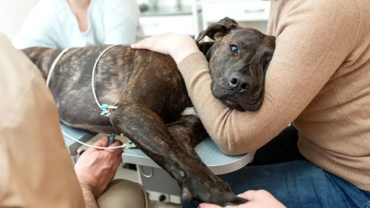 Hund med slangar för undersökning, kanske för att diagnostisera leversjukdom. En person tröstar hunden.