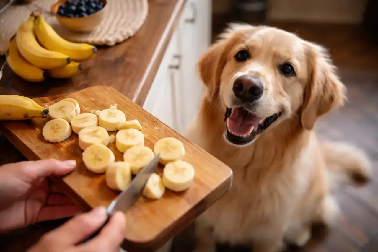 En glad banan hund tittar l&auml;ngtansfullt p&aring; skivade bananer p&aring; en sk&auml;rbr&auml;da.