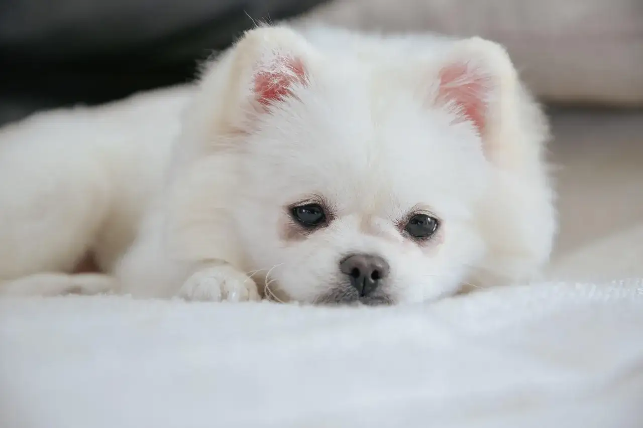 En vit pomeranian vilar p&aring; en mjuk filt. &Auml;ven om den ser s&ouml;t ut, &auml;r det viktigt att vara medveten om potentiella pomeranian sjukdomar.