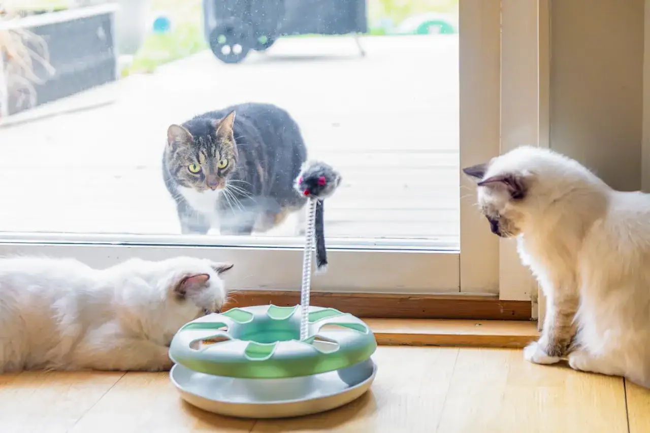 Tv&aring; vita katter leker med en leksak p&aring; golvet, medan en randig katt tittar in genom f&ouml;nstret. Undrar hur mycket kostar en kattunge?