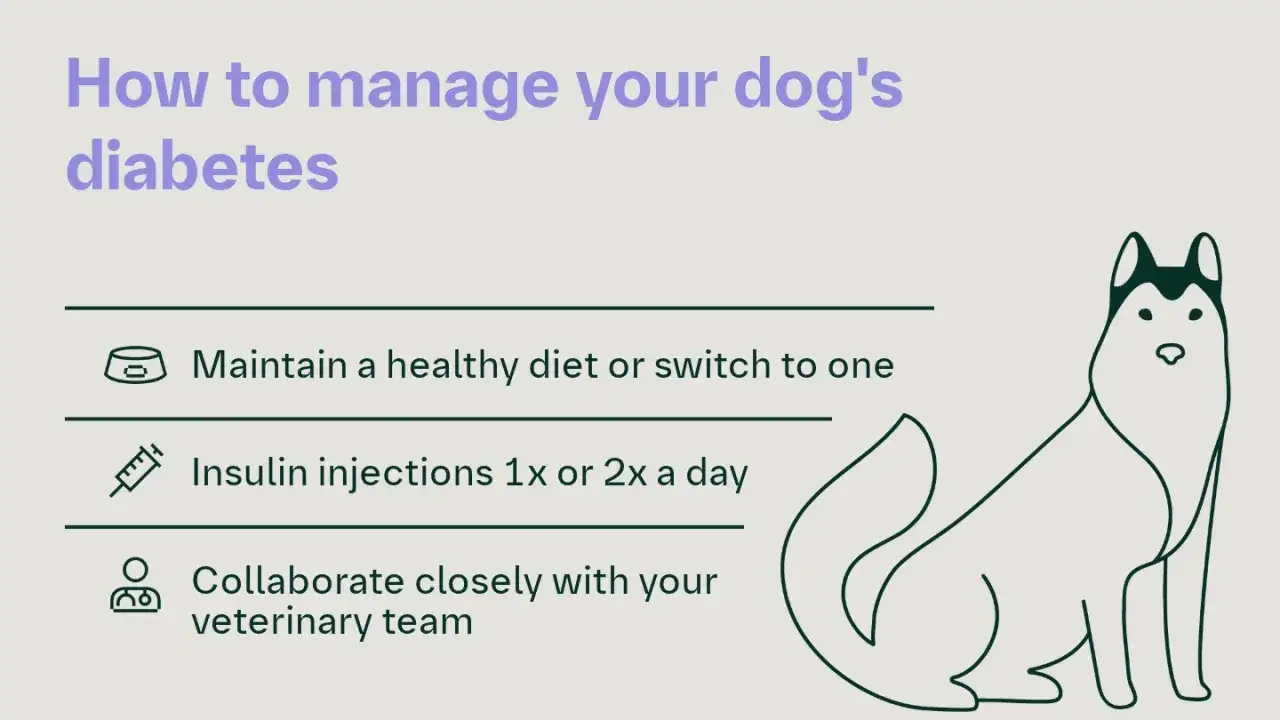 Hund med diabetes: tips f&ouml;r hantering. Inneh&aring;ller kostr&aring;d, insulin och veterin&auml;rsamarbete.