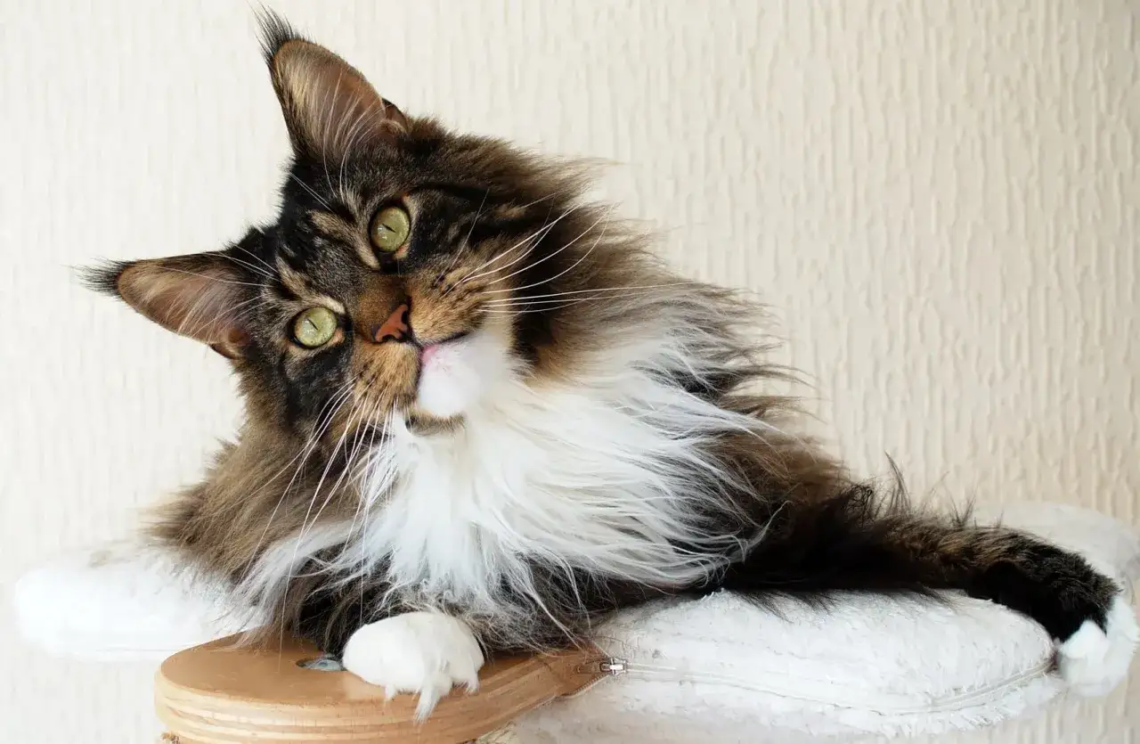 En majest&auml;tisk Main Coon-katt med gr&ouml;na &ouml;gon och en fluffig man lutar sig bekv&auml;mt mot en kudde.