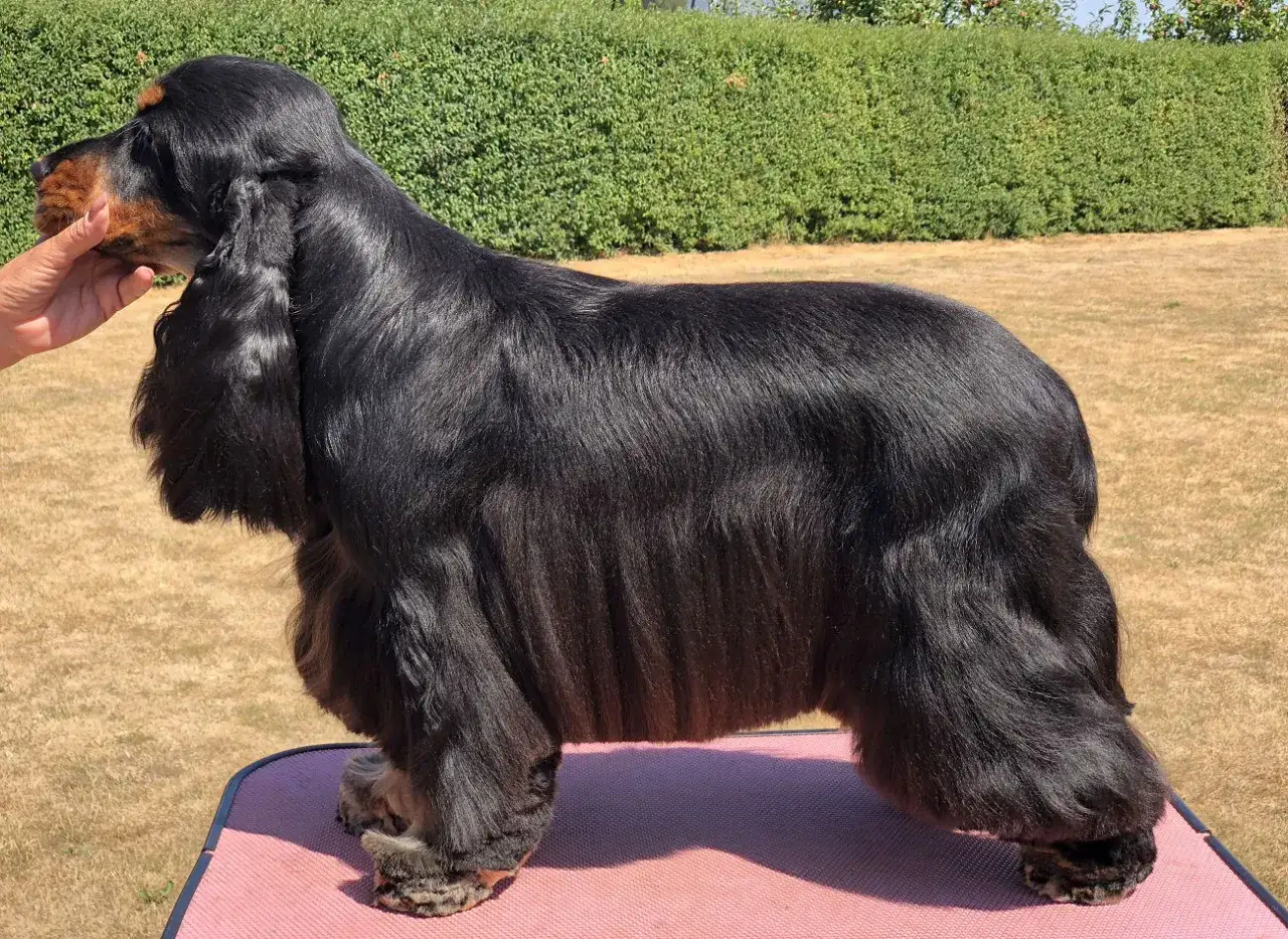 Svart cocker spaniel med vackert, glänsande päls. En hund med många fina cocker spaniel egenskaper, som lojalitet och lekfullhet.