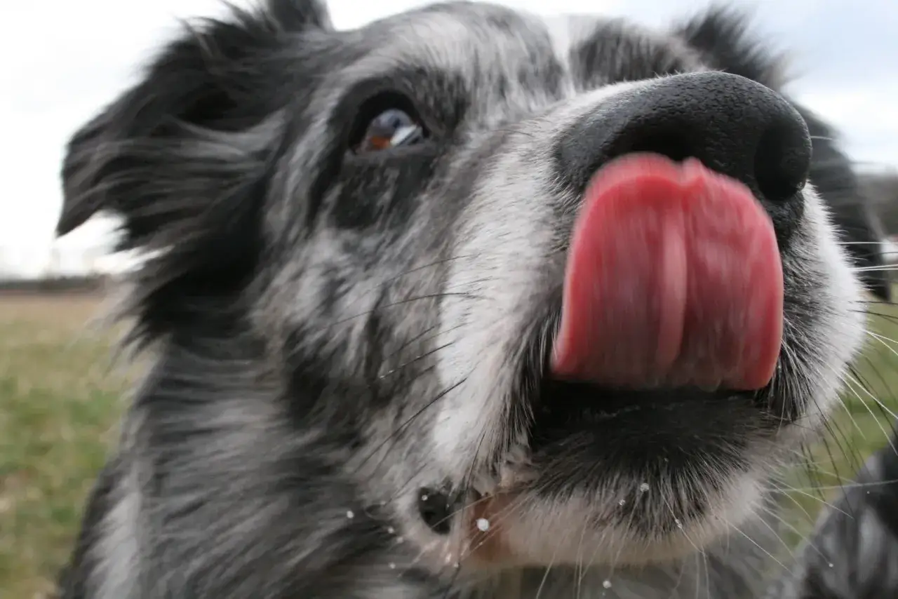 En hund med grå och vit päls slickar sig om nosen. Vattenstänk syns på dess morrhår.