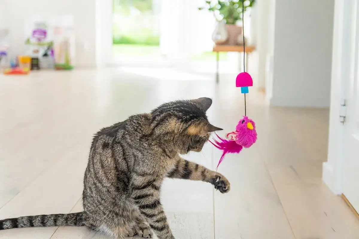 En randig katt leker ivrigt med en rosa fågelleksak som hänger från taket. Denna lek är perfekt för att motverka att katten blir understimulerad.