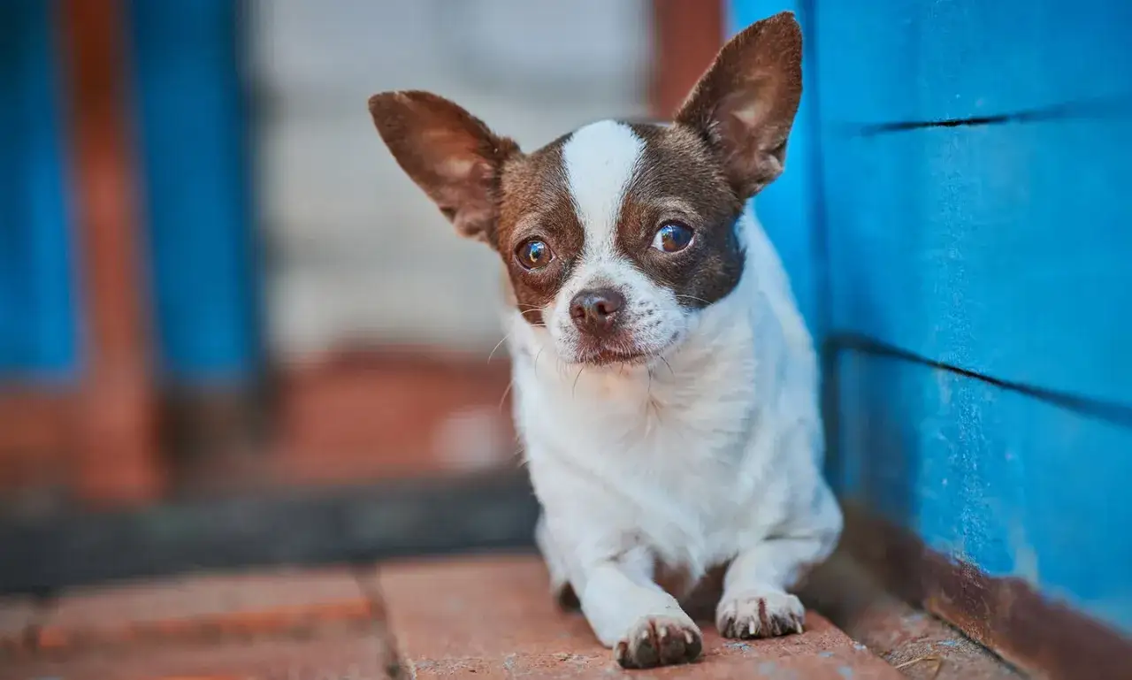 En liten chihuahua med stora &ouml;ron och en vit fl&auml;ck p&aring; huvudet sitter p&aring; tegelstenar. Dess nyfikna blick speglar chihuahua temperament.