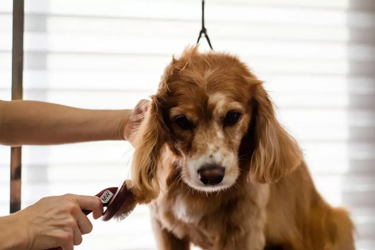 En hund borstas, kanske f&ouml;r att f&ouml;rl&auml;nga livet p&aring; en cocker spaniel.