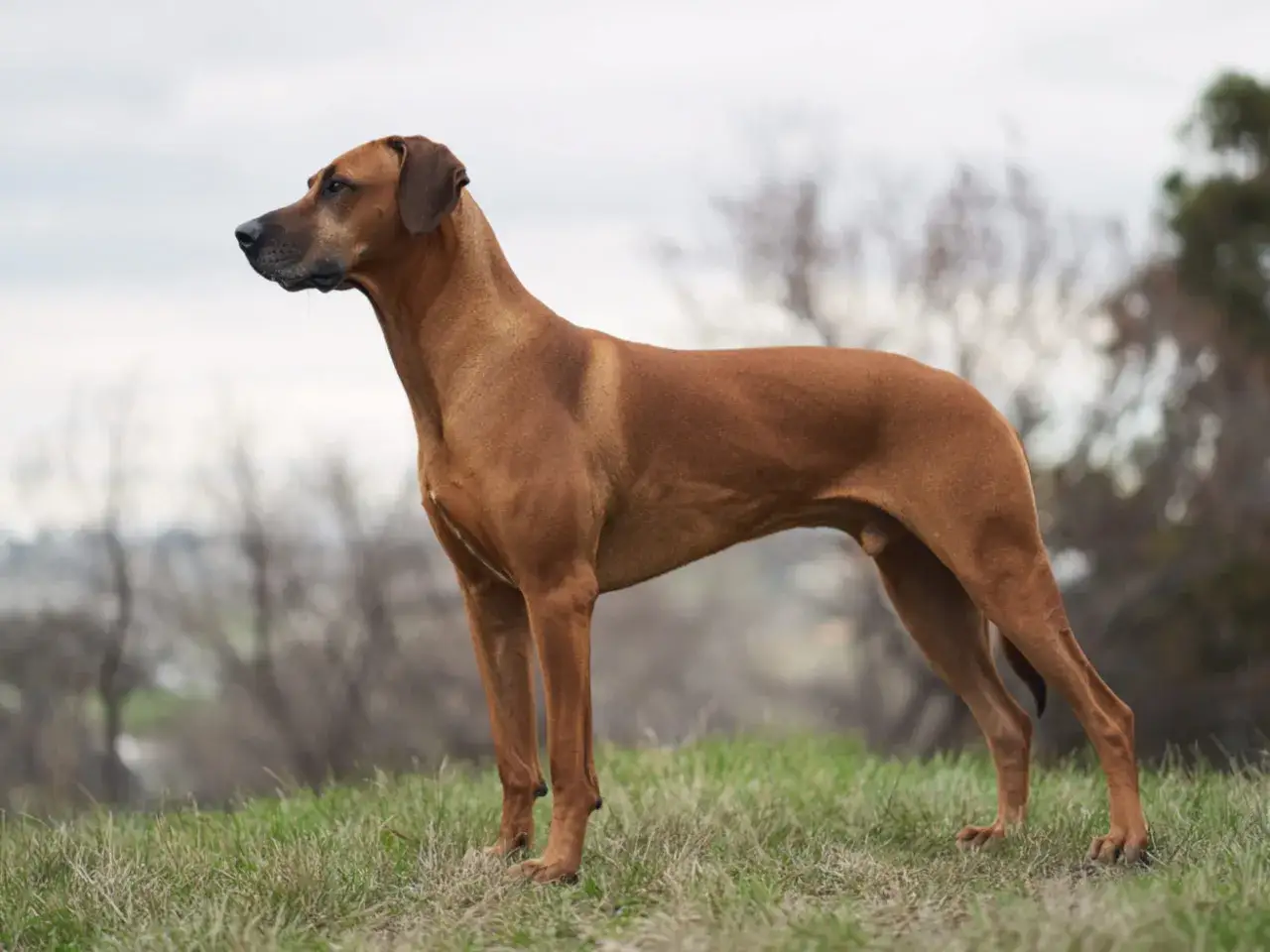 En ståtlig Rhodesian Ridgeback står på en gräsbevuxen kulle, dess hållning speglar dess lugna och självsäkra rhodesian ridgeback temperament.
