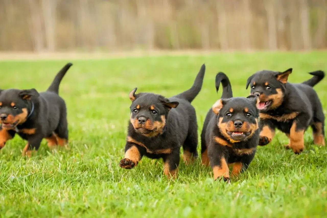 Fyra Rottweiler-valpar springer glatt &ouml;ver en gr&ouml;n gr&auml;smatta. De ser ut att vara redo f&ouml;r sitt besiktningsintyg hund.