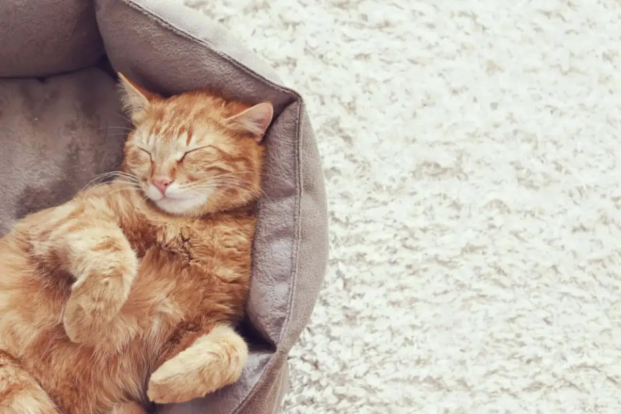 En s&ouml;t orange katt sover gott i sin b&auml;dd. Kanske dr&ouml;mmer den om att byta foder katt till n&aring;got &auml;nnu godare.