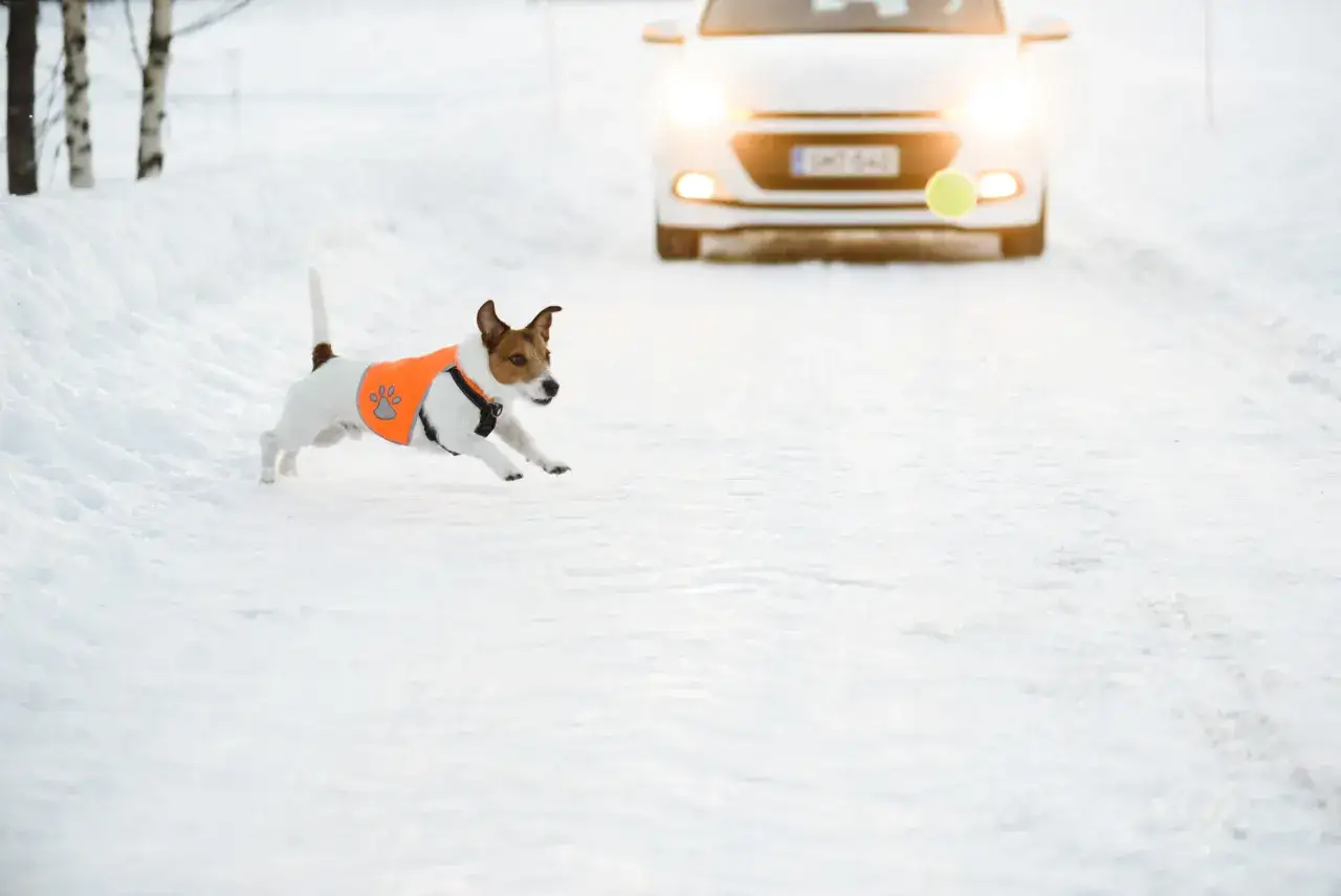 En glad vinter hund i orange v&auml;st jagar en boll p&aring; sn&ouml;ig v&auml;g. En vit bil med lysande str&aring;lkastare n&auml;rmar sig.