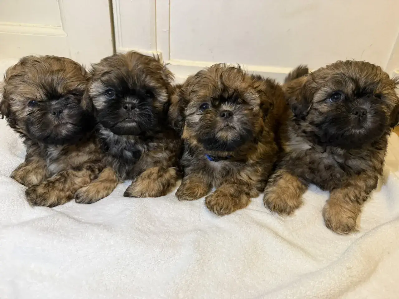 Fyra bruna shih tzu-valpar med mjuk päls, deras nyfikna blickar antyder ett lekfullt shih tzu temperament.