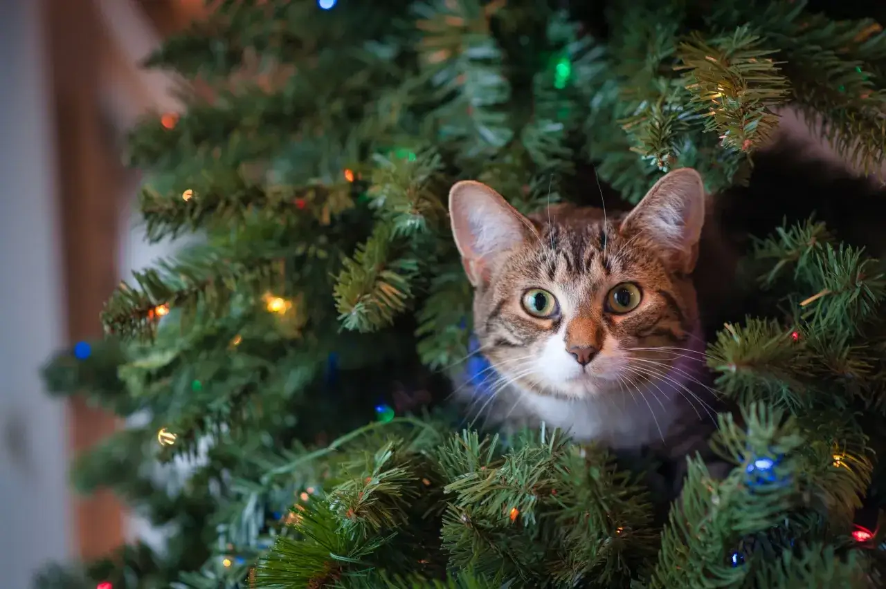 En nyfiken katt tittar fram ur en julgran med blinkande ljus.