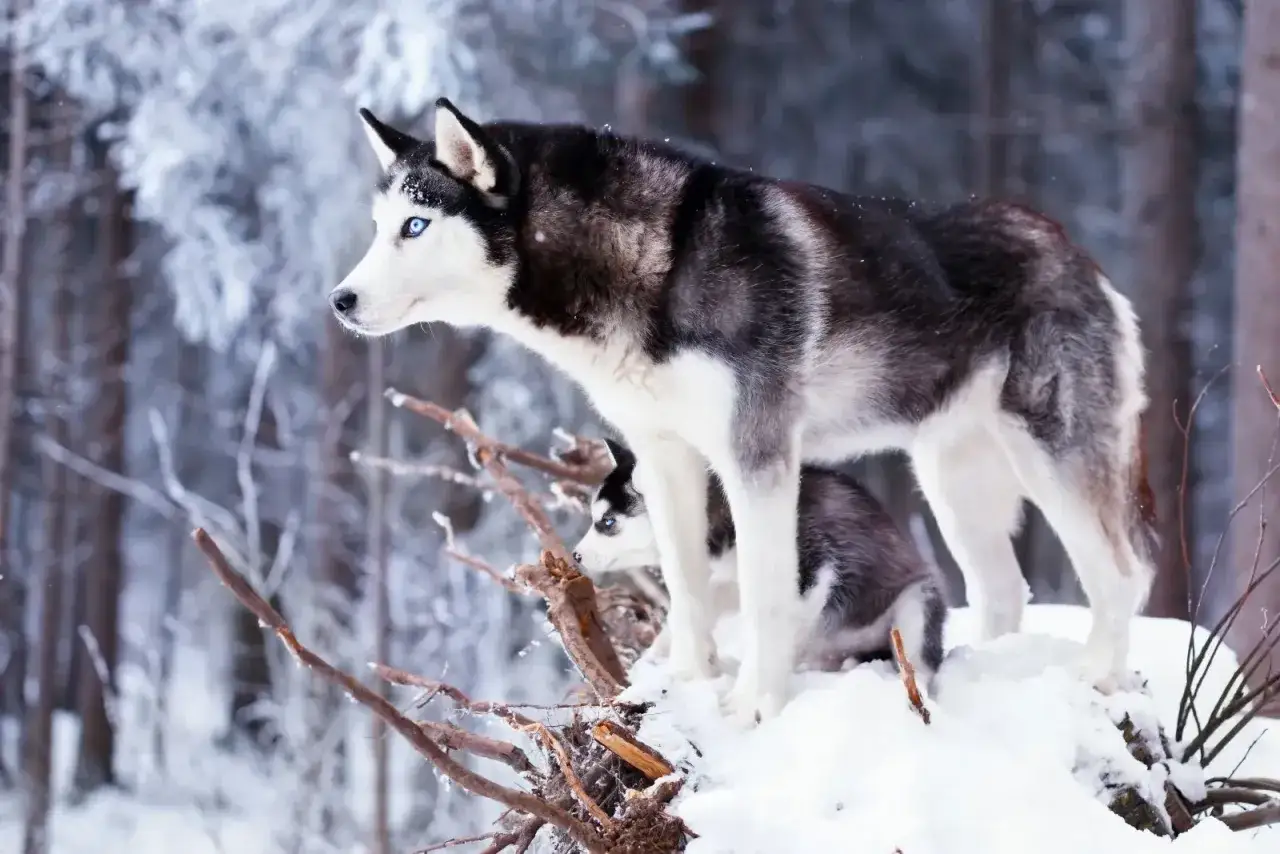 En ståtlig husky hund med isblå ögon står i snön. En valp tittar fram under den.