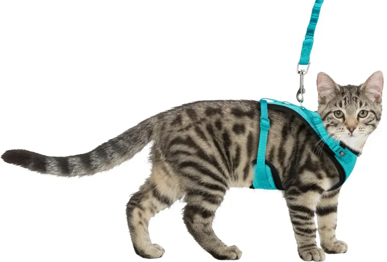 En randig katt i en turkos sele och koppel, redo f&ouml;r &auml;ventyr.