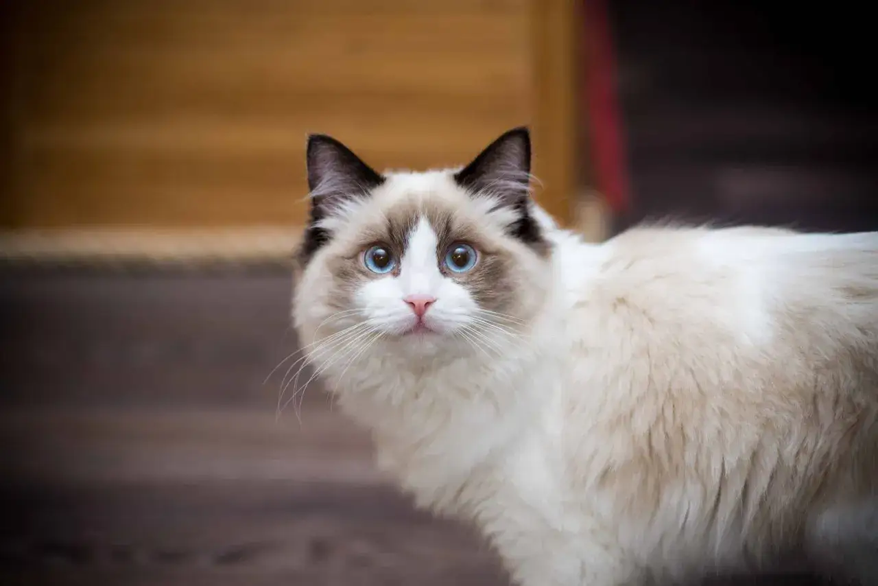 En ragdoll med bl&aring; &ouml;gon tittar nyfiket. Kanske &auml;r dess enda nackdel att den &auml;r f&ouml;r s&ouml;t f&ouml;r att motst&aring;.