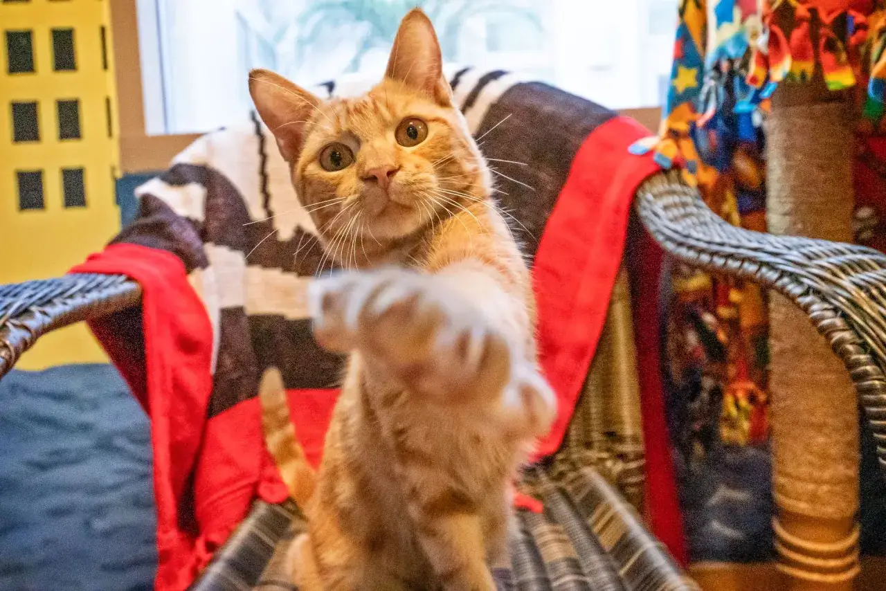 En orange katt sträcker ut tassen, ser ut som den har adhd. Den sitter på en stol med randiga filtar.