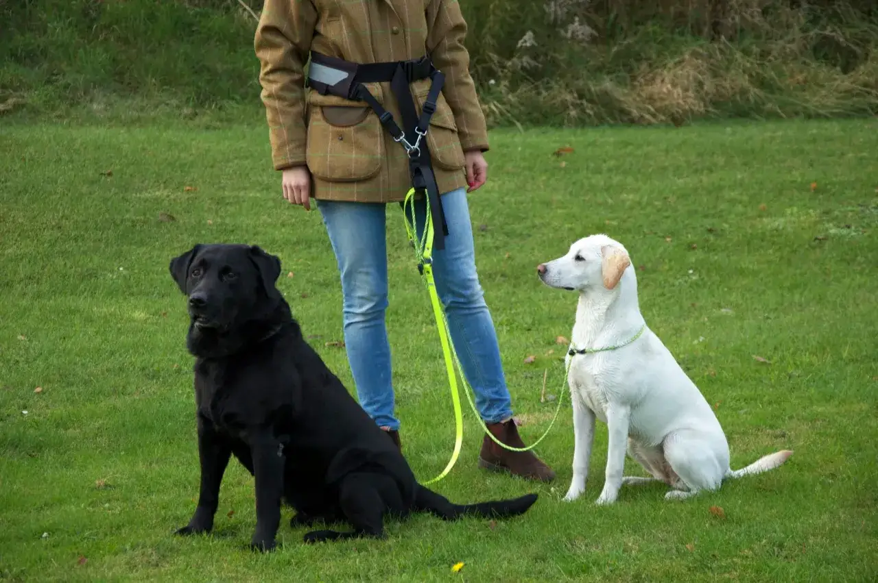 En person med koppel tv&aring;ng hund-sele tr&auml;nar en svart och en vit labrador p&aring; en gr&auml;smatta.