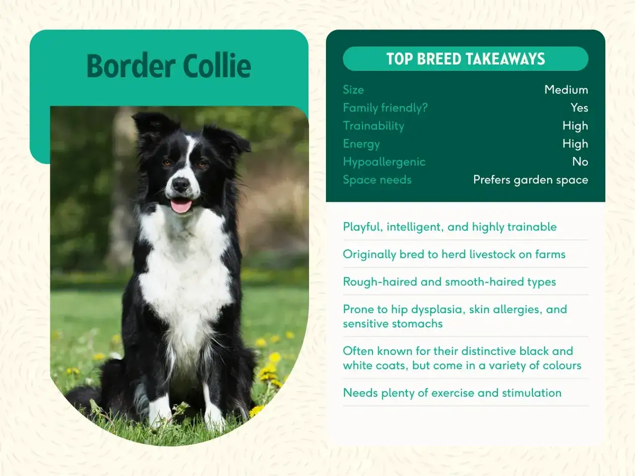 Border Collie med sitt lekfulla och intelligenta border collie temperament, perfekt för aktiva familjer.