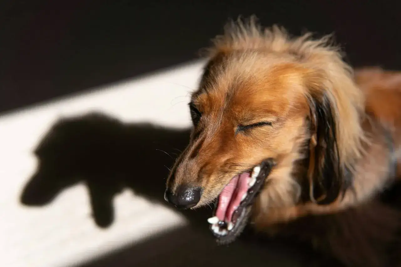En brun tax med slutna ögon och öppen mun, kanske hostar den av parainfluensa. Skuggan av en hund syns bredvid.