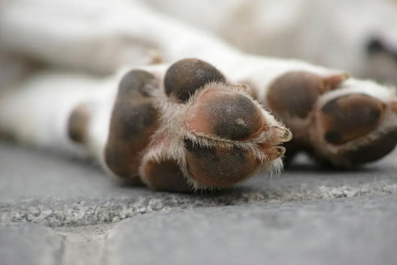 N&auml;rbild p&aring; en hunds tassar med spruckna trampdynor. P&auml;lsen mellan trampdynorna &auml;r l&aring;ng och vit.