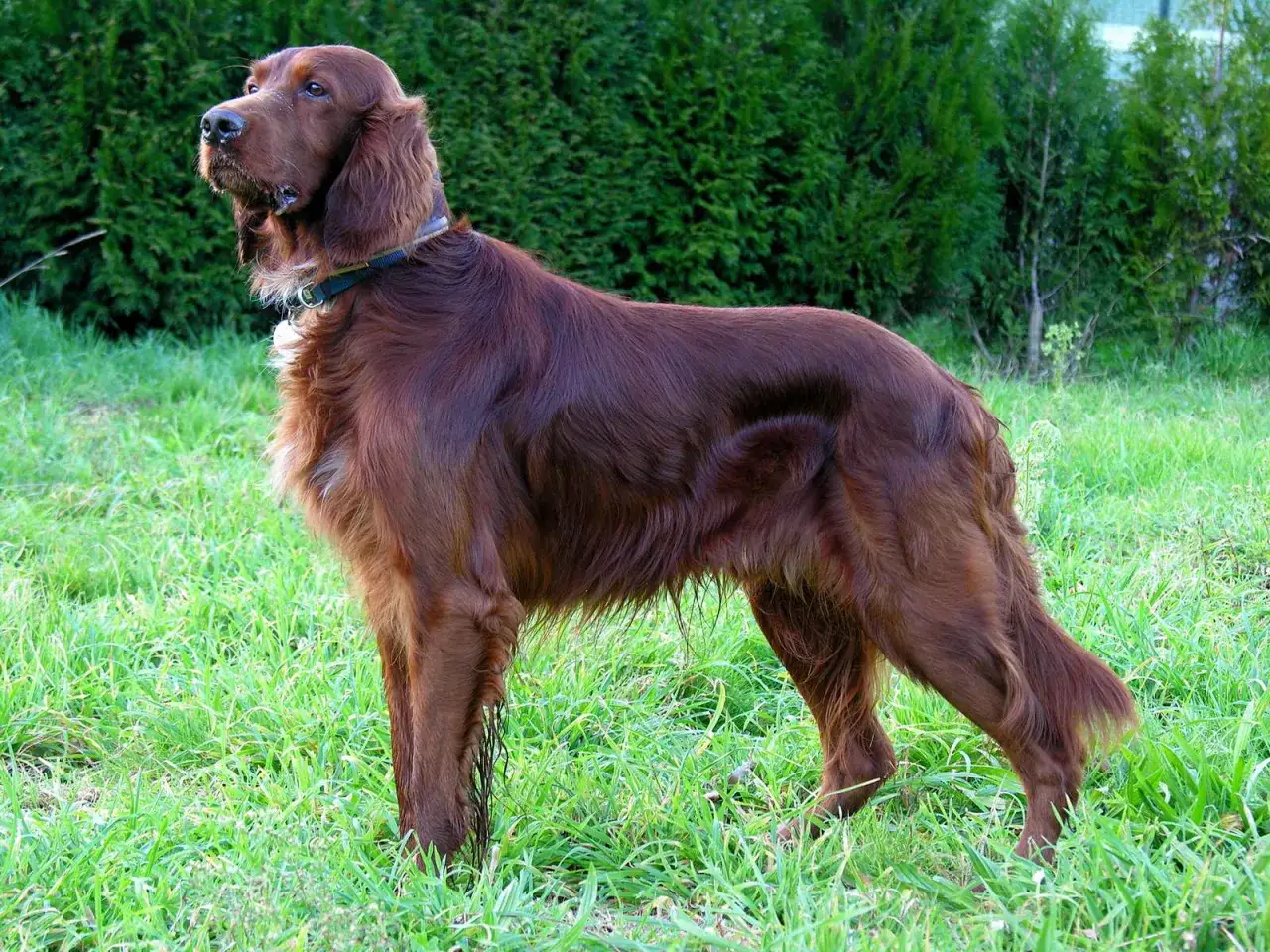 En ståtlig irish setter står i gräset, med sin glänsande mahognyfärgade päls och uppmärksamma blick.