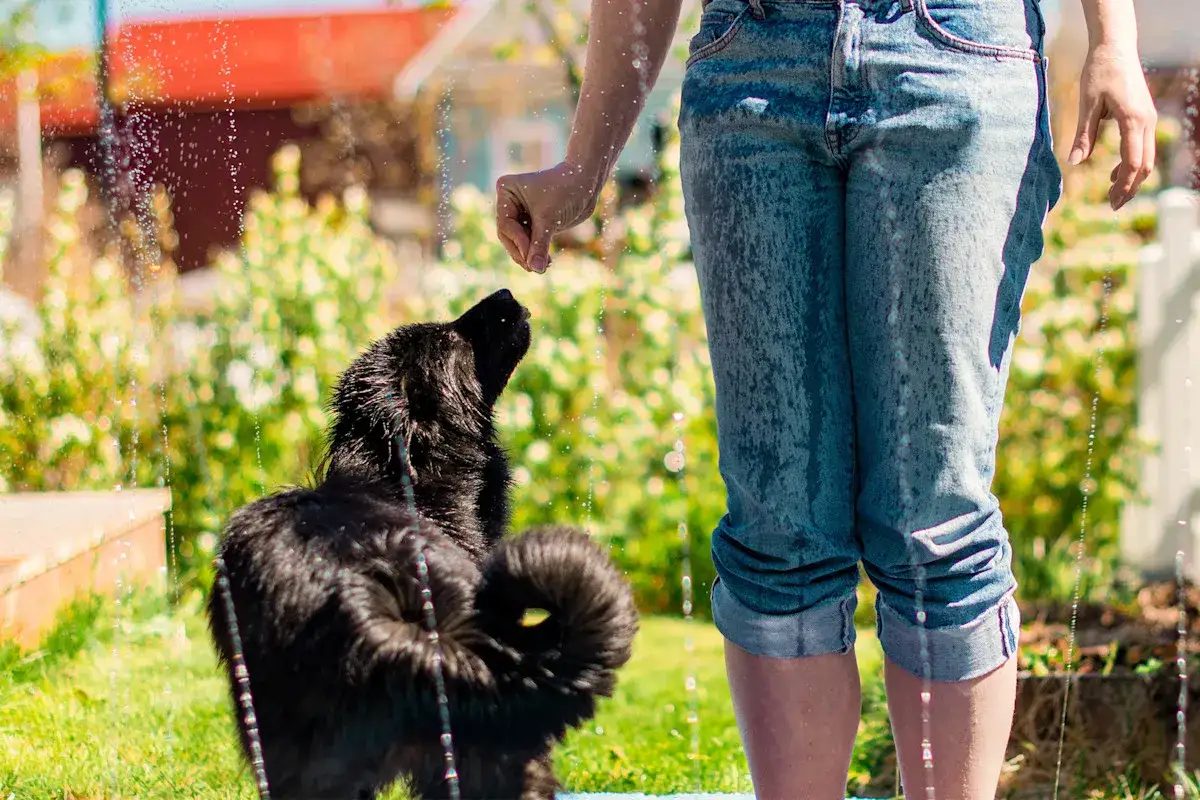 En person sprutar vatten p&aring; en svart hund i tr&auml;dg&aring;rden f&ouml;r att kyla ner hunden.