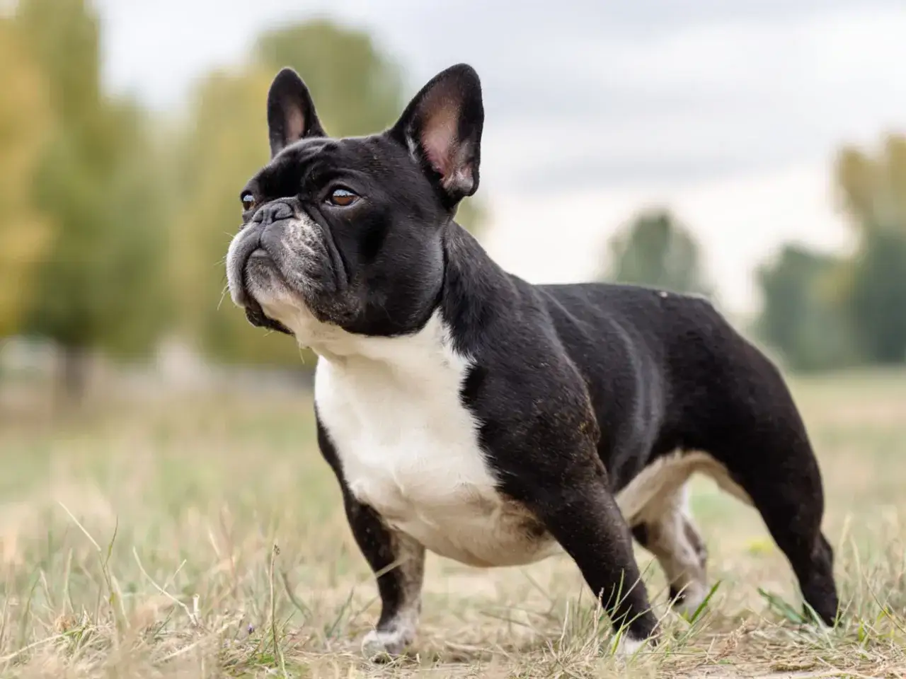Svartvit fralla hund st&aring;r i gr&auml;s med tr&auml;d i bakgrunden.