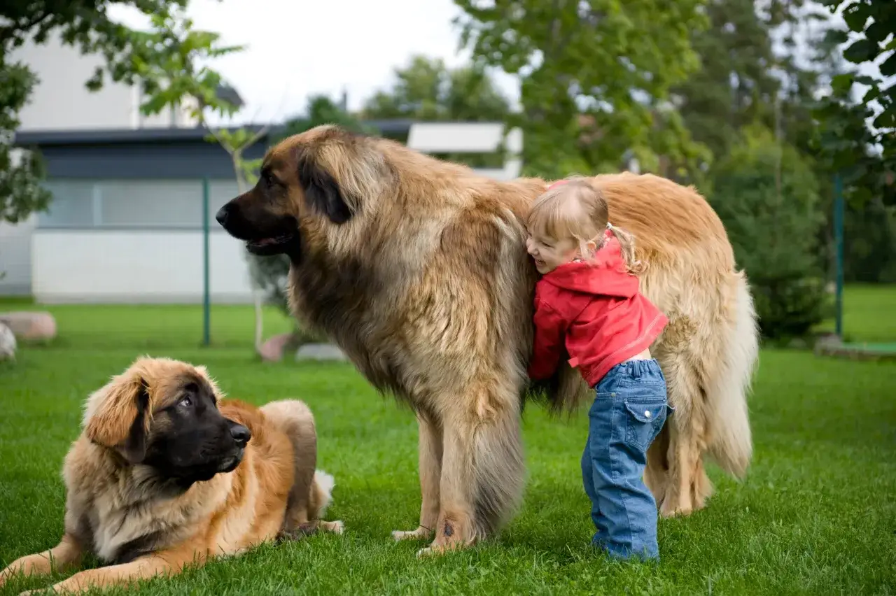 En liten flicka kramar en stor leonberger hund i tr&auml;dg&aring;rden. En annan leonberger hund ligger bredvid.
