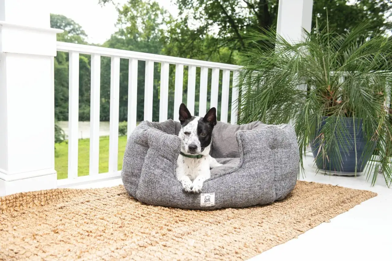 En hund med svart och vit p&auml;ls ligger i en mjuk hunds&auml;ng p&aring; en veranda. En stor palm st&aring;r bredvid. H&auml;r verkar det som var ska hunden sova.