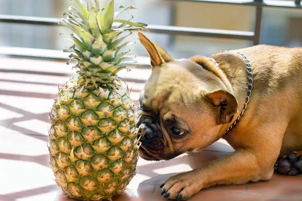 En fransk bulldogg nosar nyfiket p&aring; en ananas.