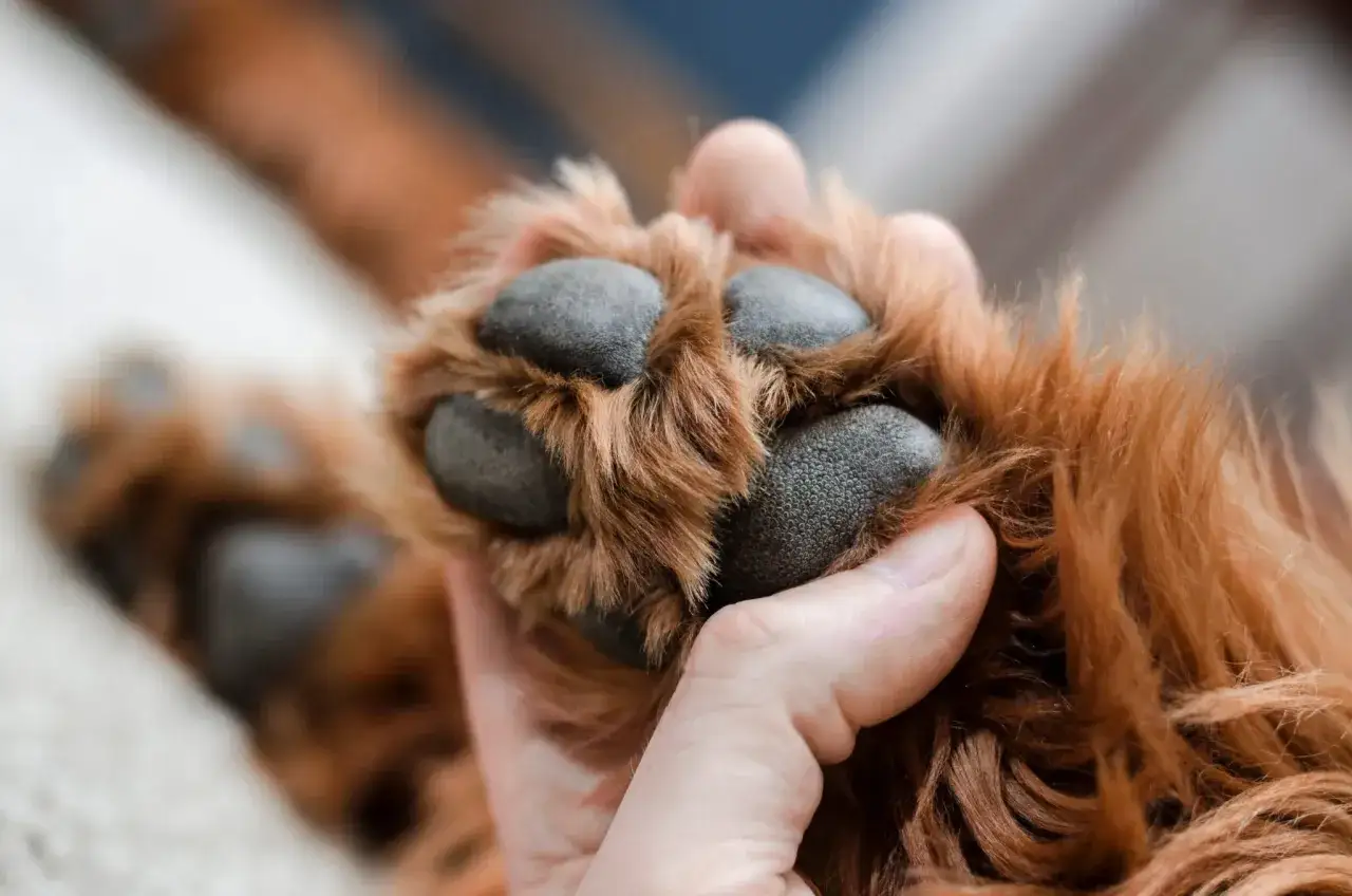 En hand undersöker en svullen tass hund. Pälsen är rödbrun och tassdynorna är mörka.