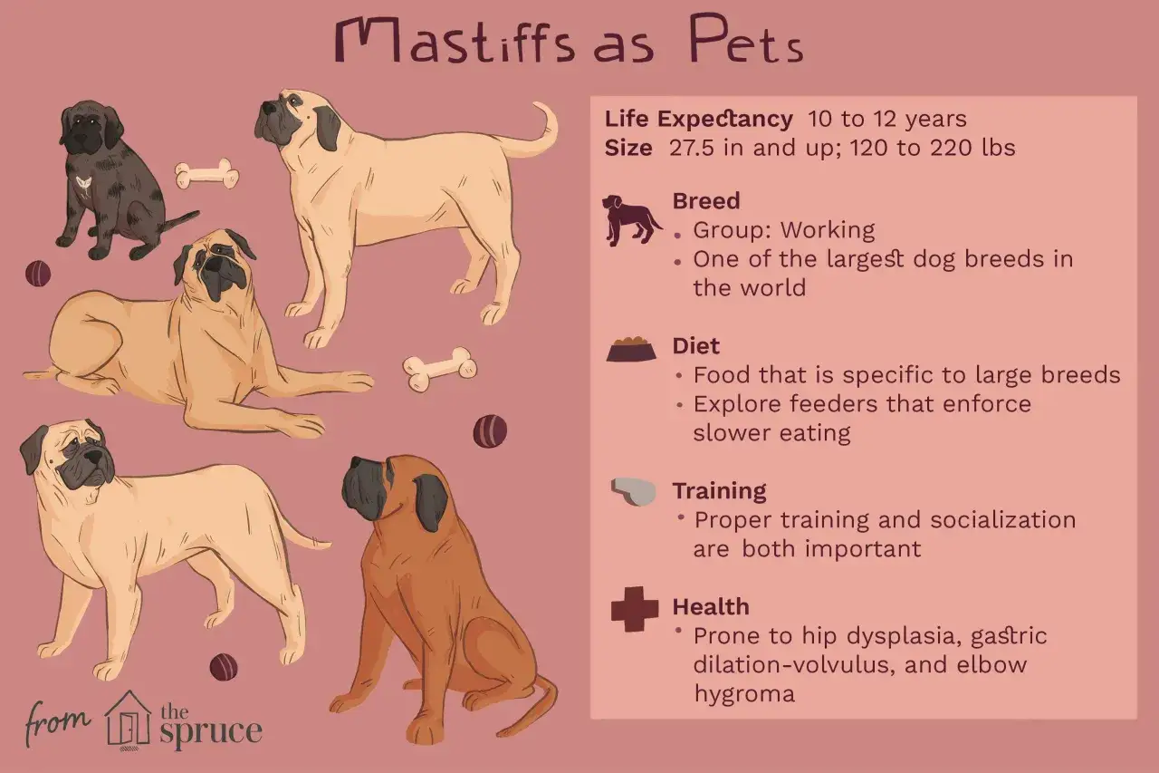 En illustration med flera mastiff hundar i olika f&auml;rger och poser. En m&ouml;rkbrun valp sitter, en ljusbrun hund ligger, en annan ljusbrun hund st&aring;r, och en r&ouml;dbrun hund sitter. Ben och bollar syns ocks&aring;.