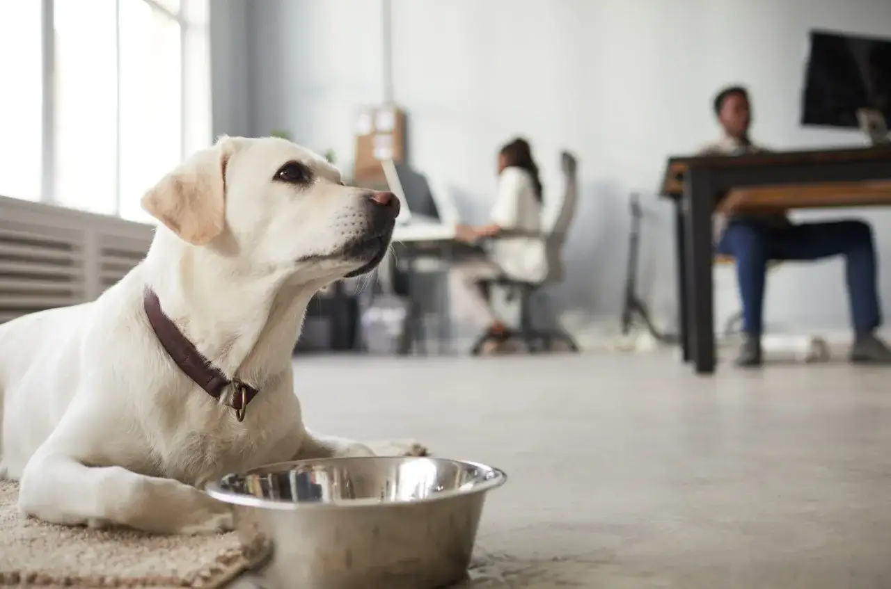En vit labrador ligger vid en vattensk&aring;l p&aring; ett kontor. Det &auml;r en h&auml;rlig dag att ta med hund till jobbet.