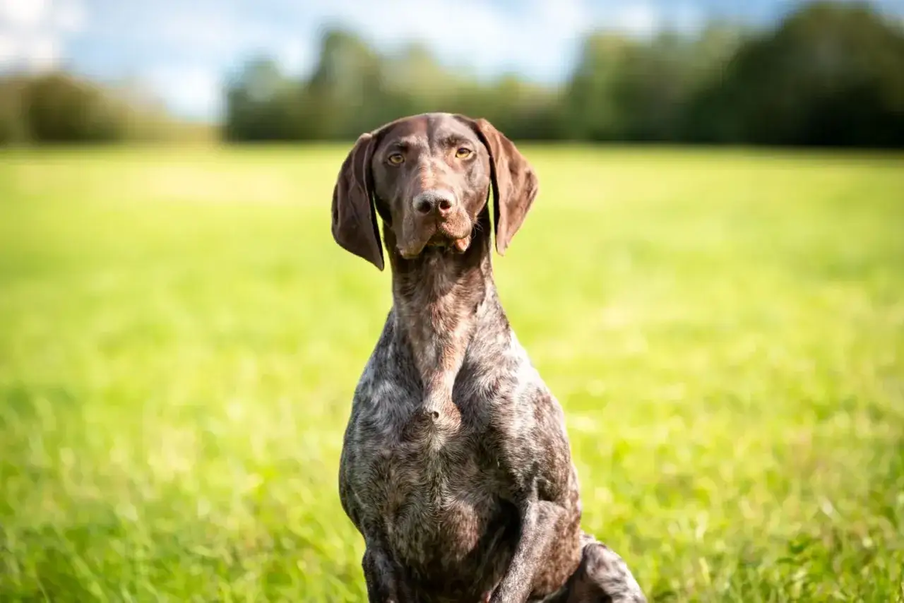 En vacker vorsteh familjehund sitter i en gr&ouml;nskande &auml;ng, redo f&ouml;r &auml;ventyr.