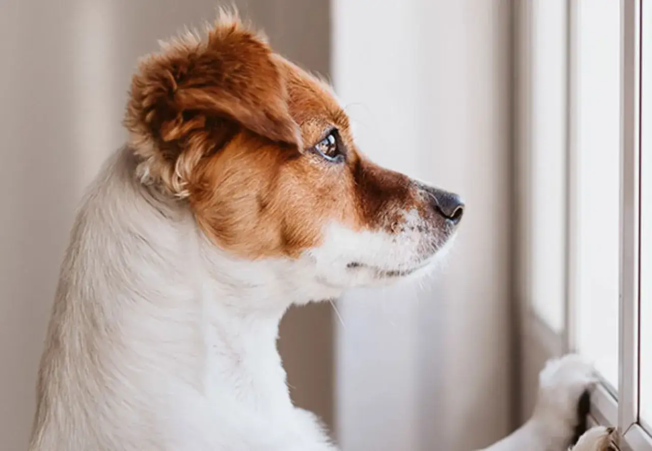 En s&ouml;t hund tittar ut genom f&ouml;nstret, kanske dr&ouml;mmer om att f&aring; l&aring;na hund.