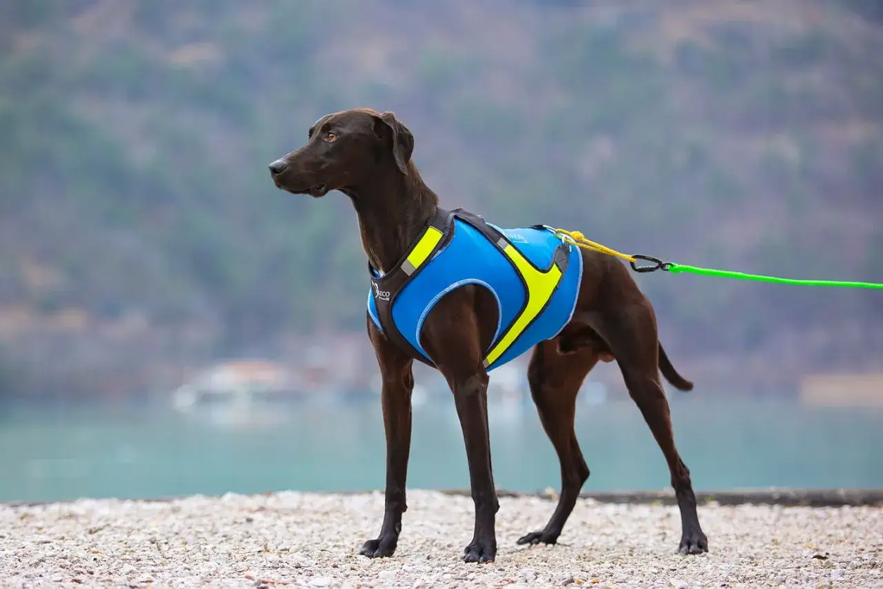 M&ouml;rkbrun hund med bl&aring; och gul v&auml;st st&aring;r p&aring; en stenstrand. En gr&ouml;n koppel &auml;r f&auml;st vid hundens sele.