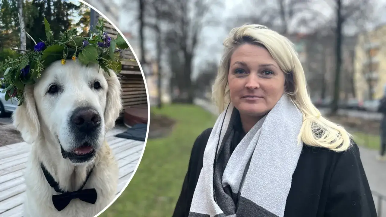 En hund med blomsterkrans och fluga, redo f&ouml;r fest. Kanske en symbol f&ouml;r delad v&aring;rdnad hund, d&auml;r b&aring;da parter vill det b&auml;sta f&ouml;r hunden.