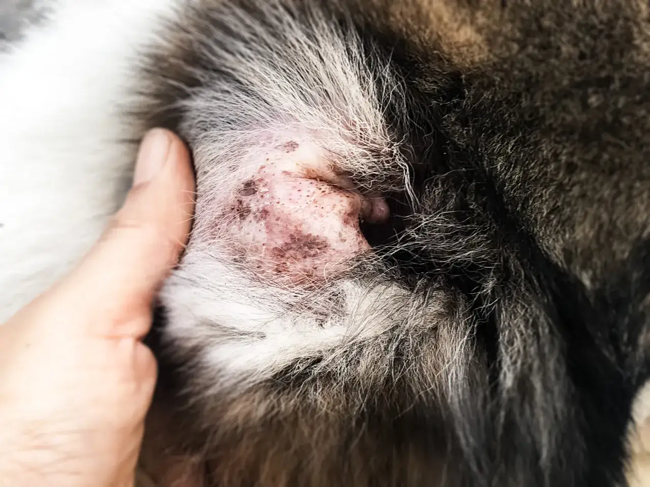 H&auml;r ser du hur skabb kan se ut p&aring; en hunds &ouml;ra: r&ouml;d, irriterad hud med sm&aring; prickar och skorpor.