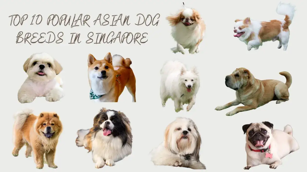 En samling popul&auml;ra asiatiska hundraser, inklusive kinesiska hundar som Chow Chow och Shar Pei, visar upp sina charmiga personligheter.