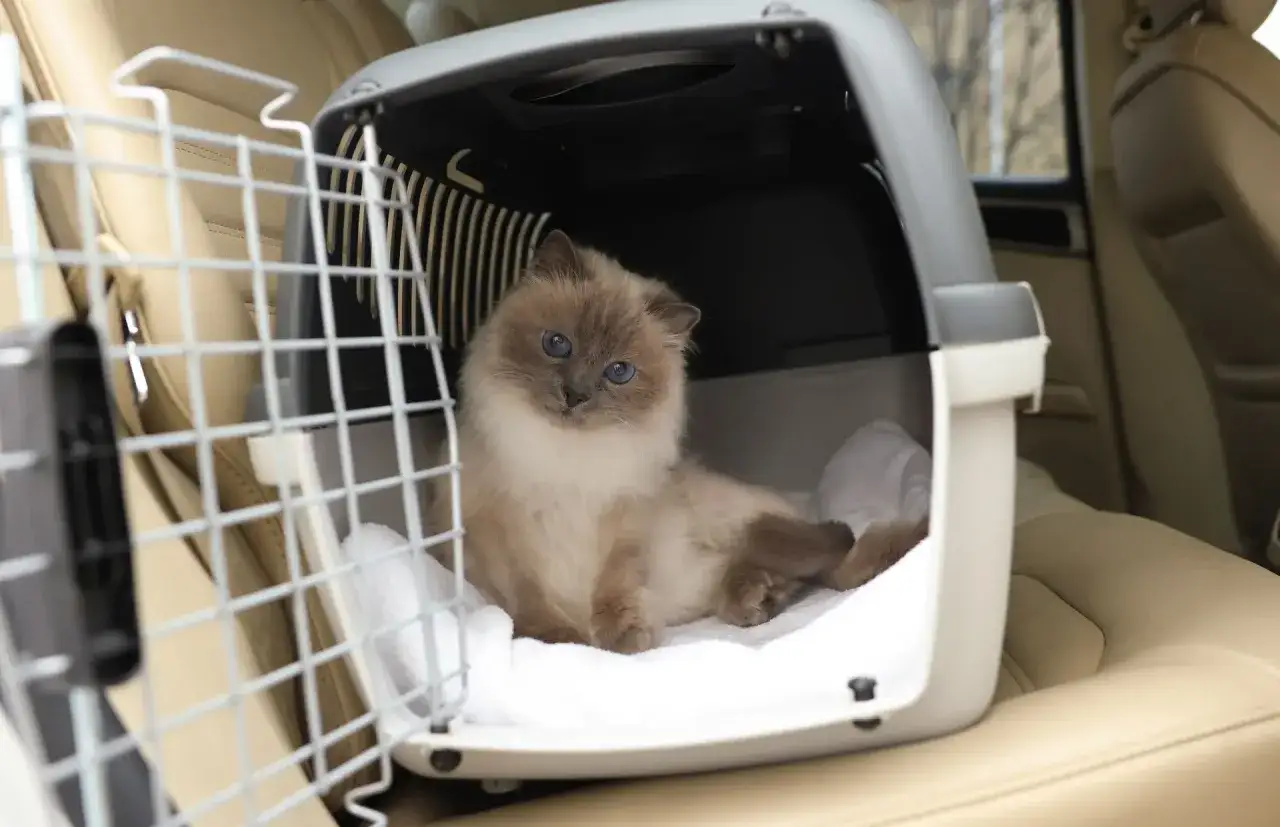 En s&ouml;t katt i en transportbur i en bil.