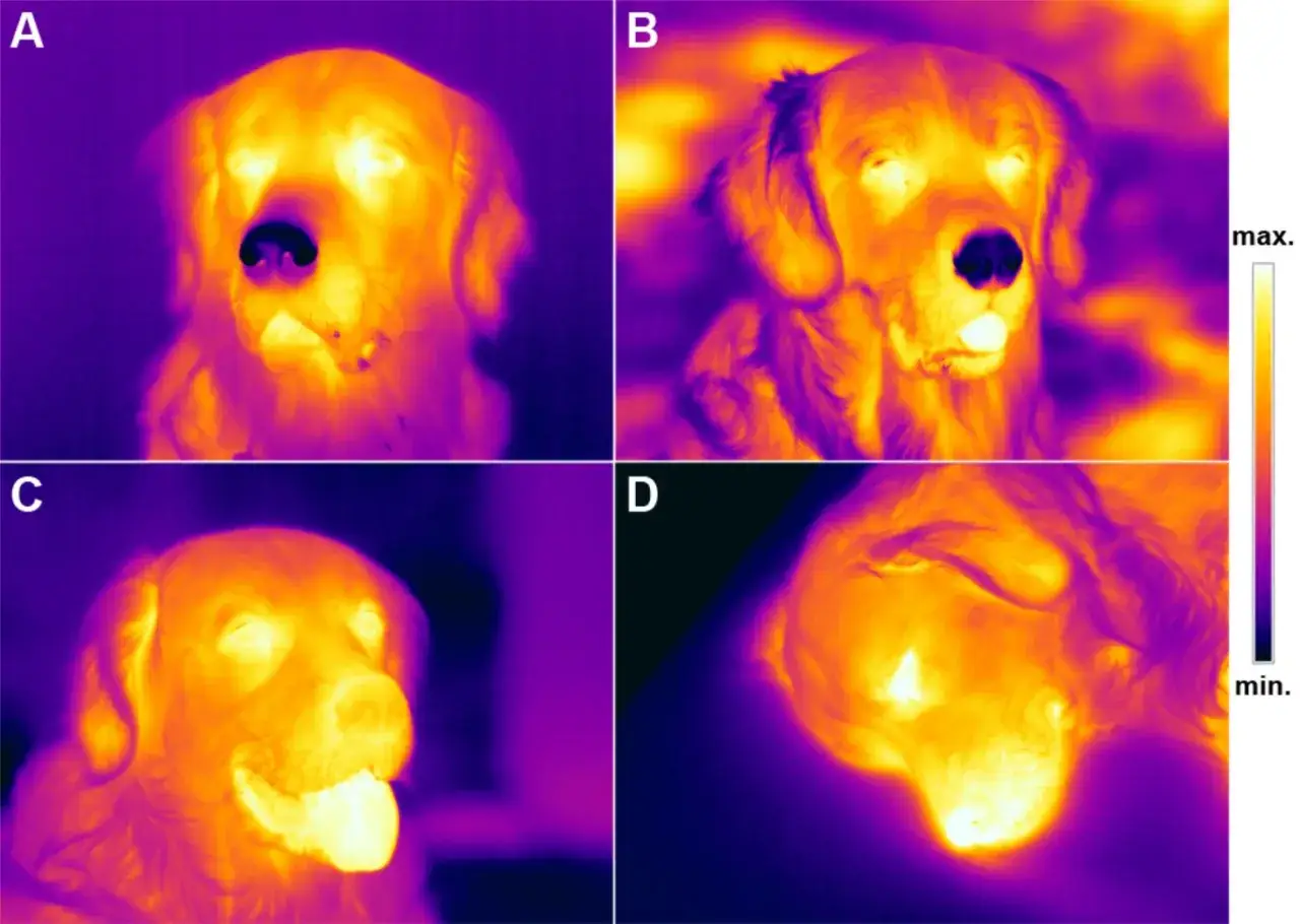 Termisk bild av en hund. Hundens nos är varm, vilket syns som ljusa färger.