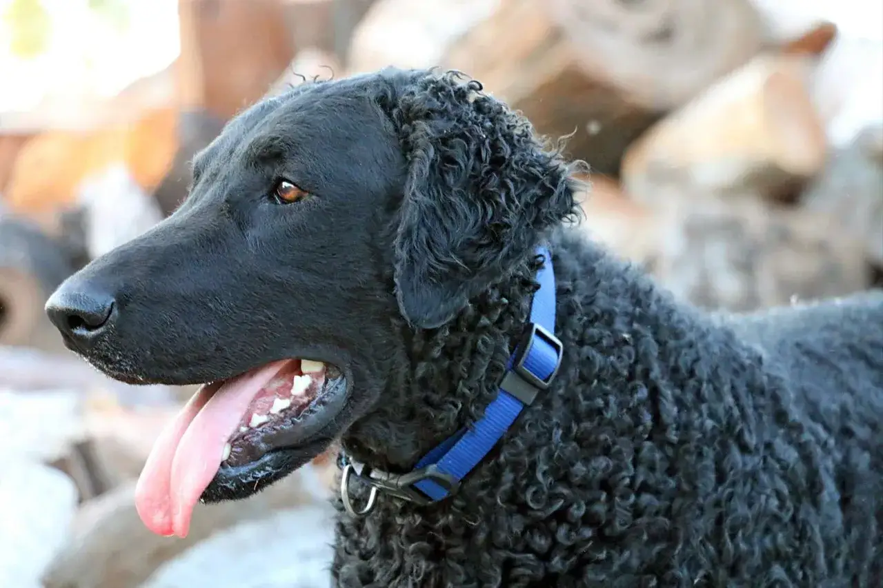 En curly coated retriever med bl&aring;tt halsband, perfekt f&ouml;r allergiker.