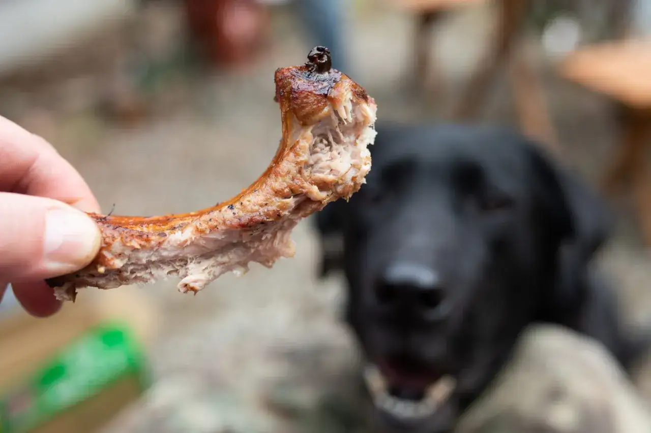 En hand h&aring;ller upp ett saftigt kycklingben. I bakgrunden tittar en hungrig hund med &ouml;ppen mun.
