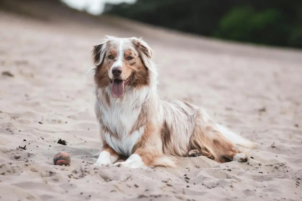En vacker australian shepherd vilar på sanden, med en boll bredvid sig.