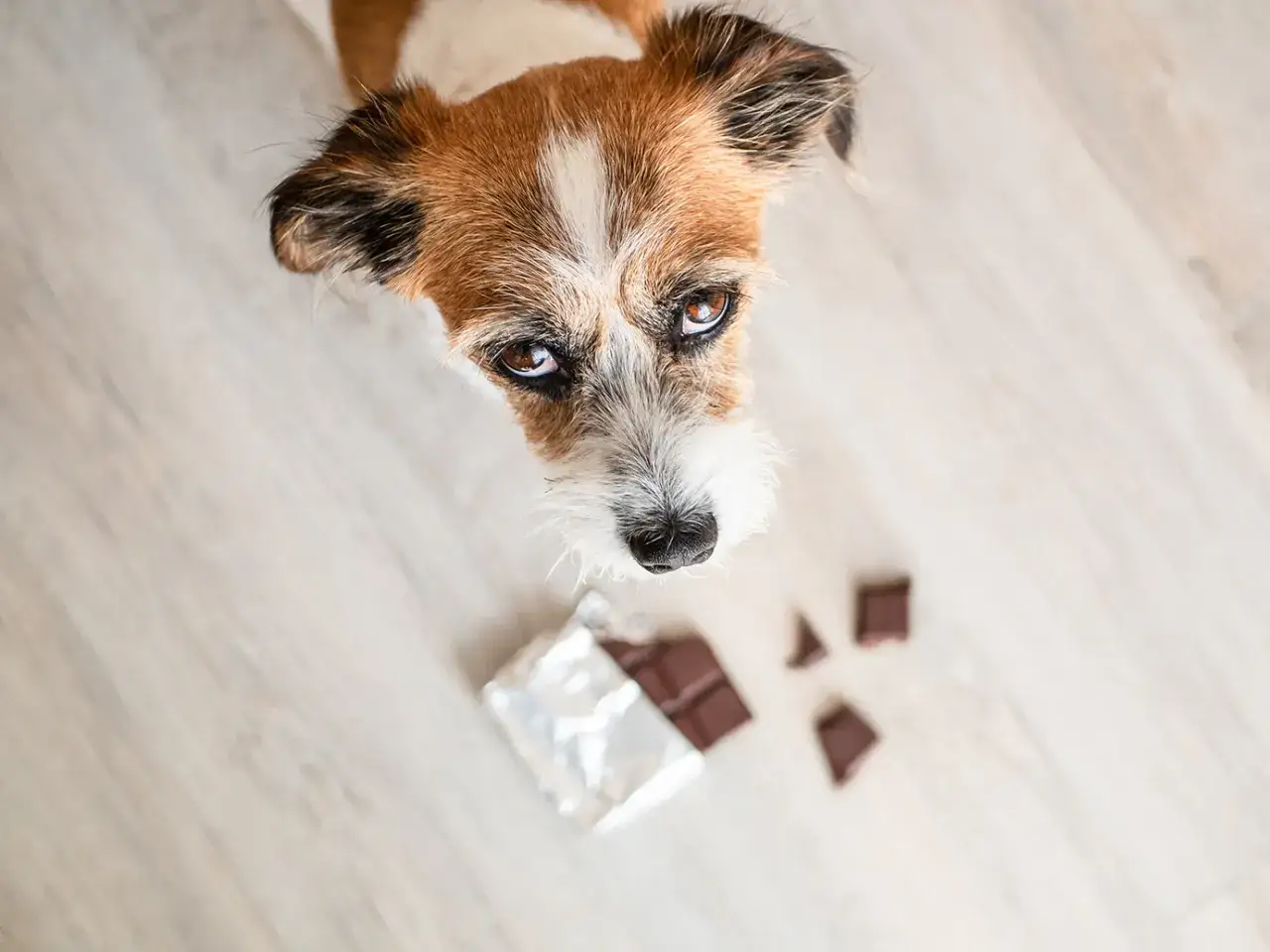 En hund tittar nyfiket på chokladbitar på golvet.