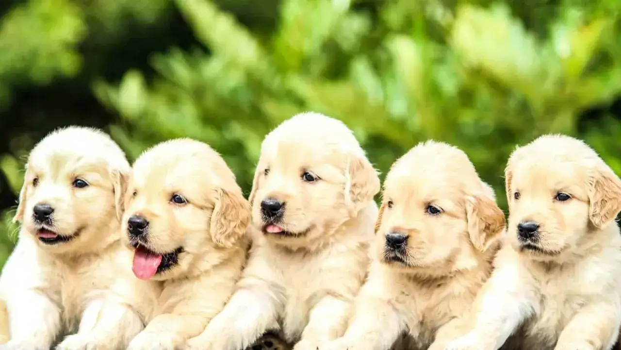 Fem fluffiga golden retriever-valpar sitter t&auml;tt tillsammans. S&aring; kan man kalla hund, sm&aring;, s&ouml;ta och fulla av bus.