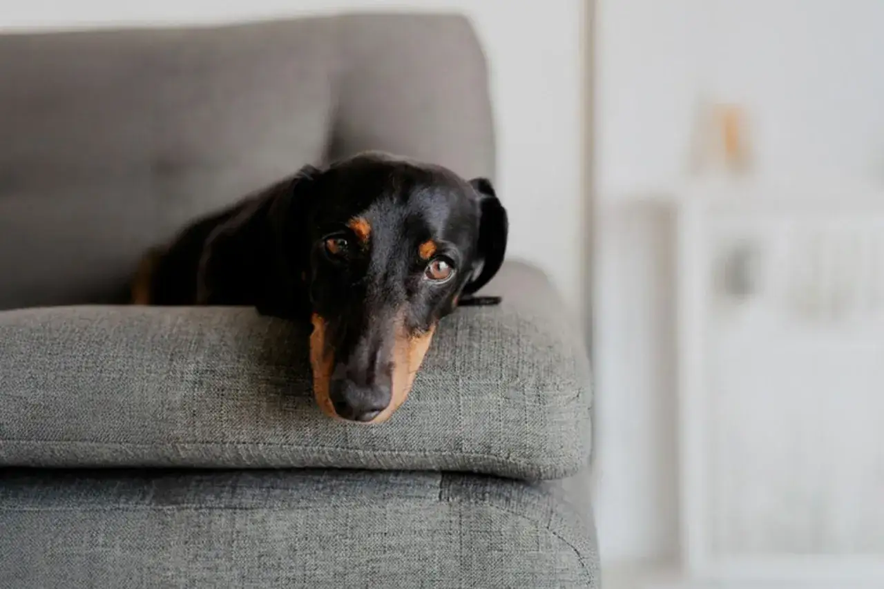 En svart och brun tax vilar på en grå soffa. Kanske väntar den på omplacering hund och hoppas på ett nytt hem.